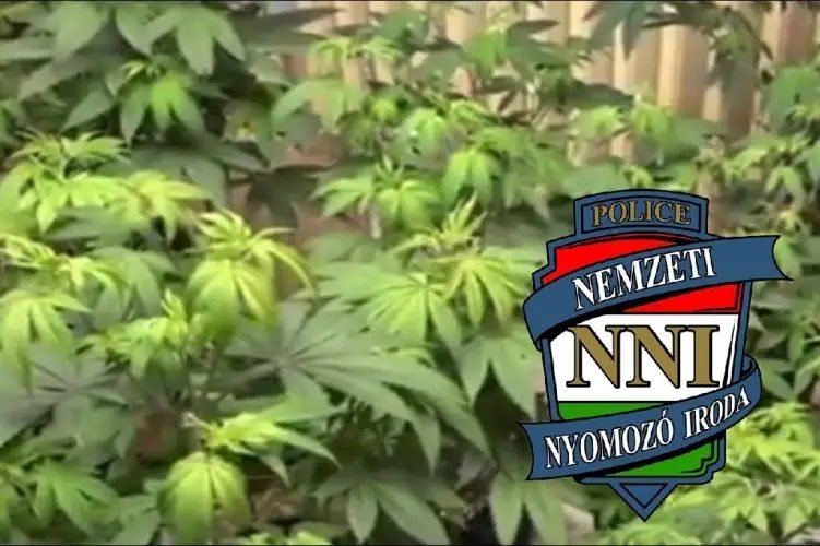 A szüreten már az NNI is ott volt