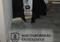 Otthoni termesztéshez rendelt Hollandiából kender-magokat