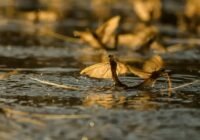 3, 2, 1…hamarosan virágzik a Tisza