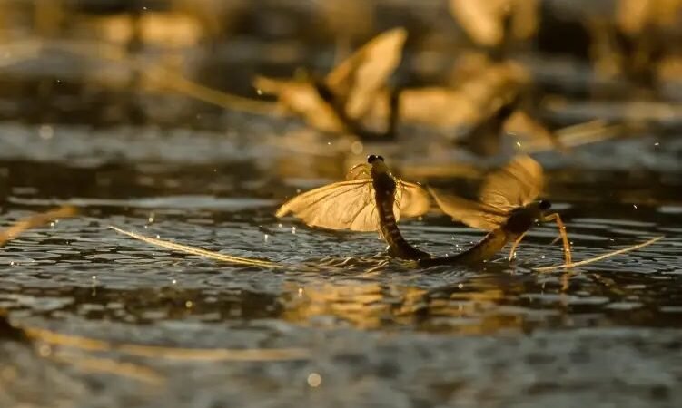 3, 2, 1…hamarosan virágzik a Tisza