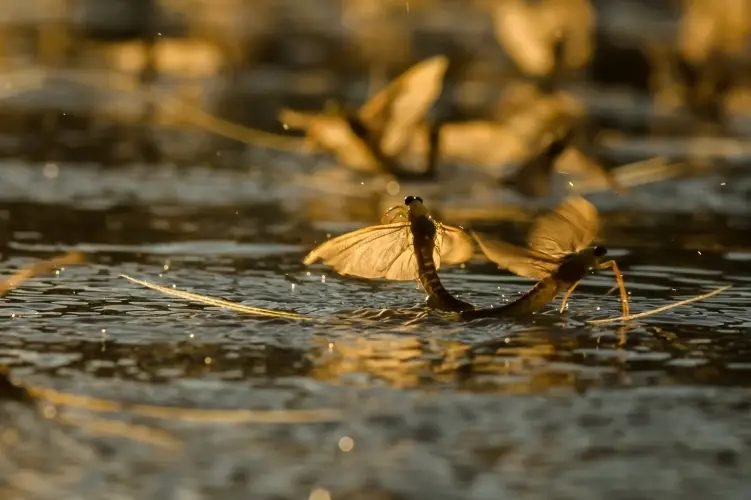 3, 2, 1…hamarosan virágzik a Tisza