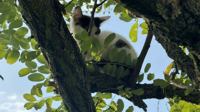 Cicát mentettek az önkéntes tűzoltók