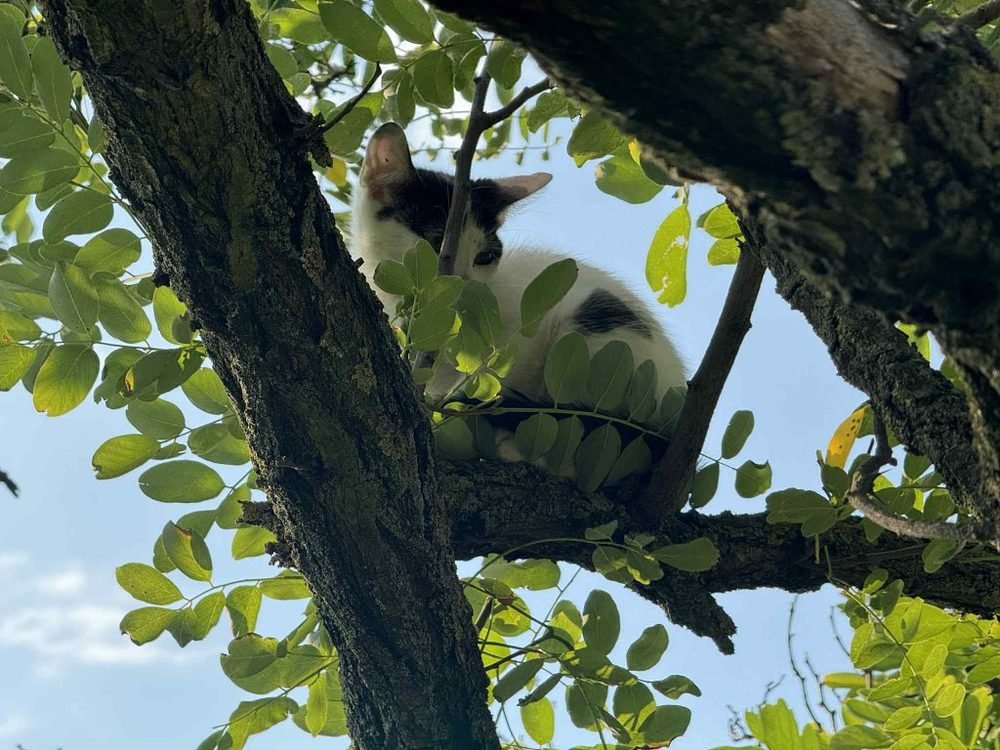 Cicát mentettek az önkéntes tűzoltók