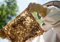 A méhészet az agrárium egyik legfontosabb ágazata