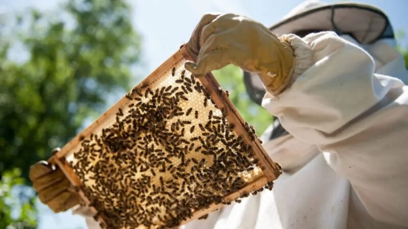 A méhészet az agrárium egyik legfontosabb ágazata