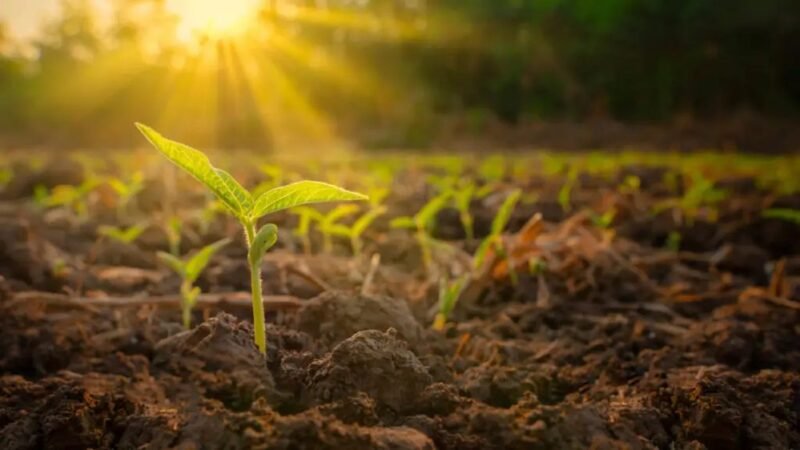 Dinamikusan nőtt a magyar agrárexport az év első felében