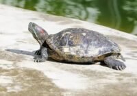 Úton átkelő teknősökre figyelmeztet a természetvédelmi egyesület