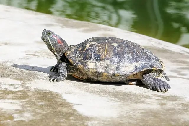Úton átkelő teknősökre figyelmeztet a természetvédelmi egyesület