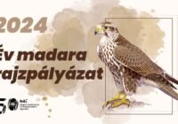 Az év madara rajzpályázat