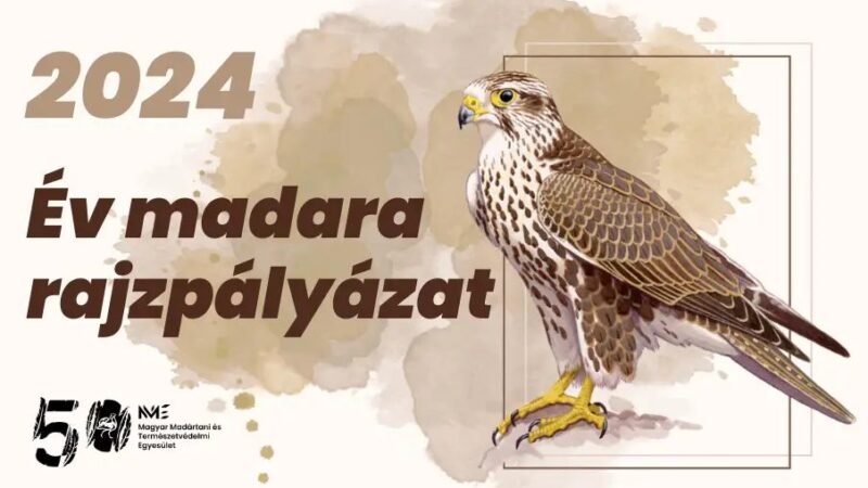 Az év madara rajzpályázat