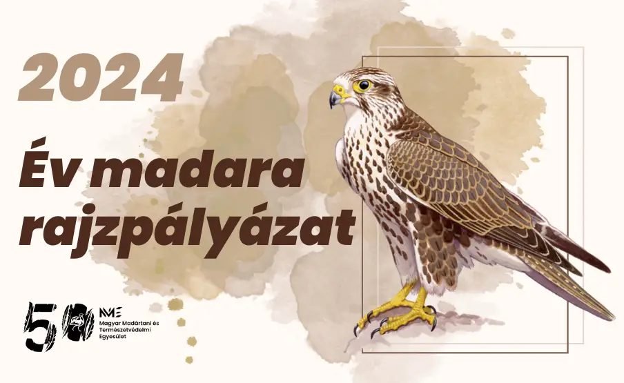 Az év madara rajzpályázat
