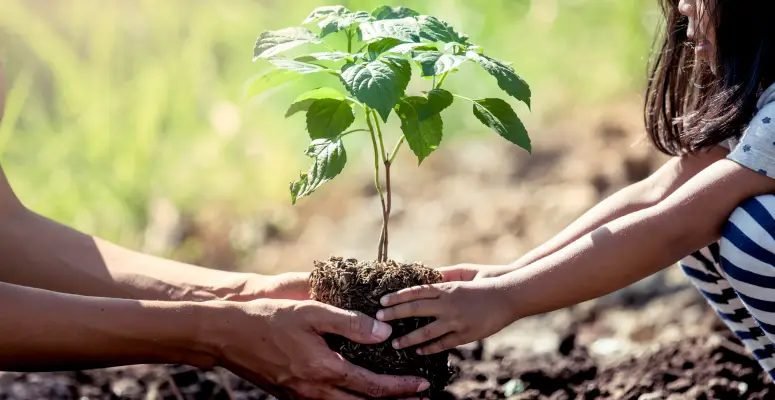 Erdősítés: Cél, hogy 2030-ra az ország területének 27 százaléka legyen erdős terület