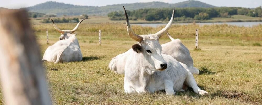 Új támogatások segítik a dinamikusan fejlődő magyar húsmarhatartást