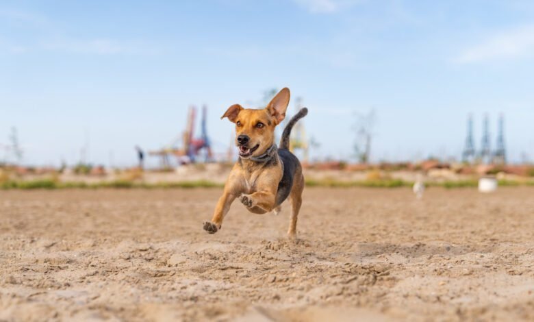 Idén már 21 kutyabarát strand és fürdetőhely várja országszerte a kutyásokat