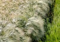 Új eszközök és szankciók segítik a termelőket a felvásárlókkal szemben
