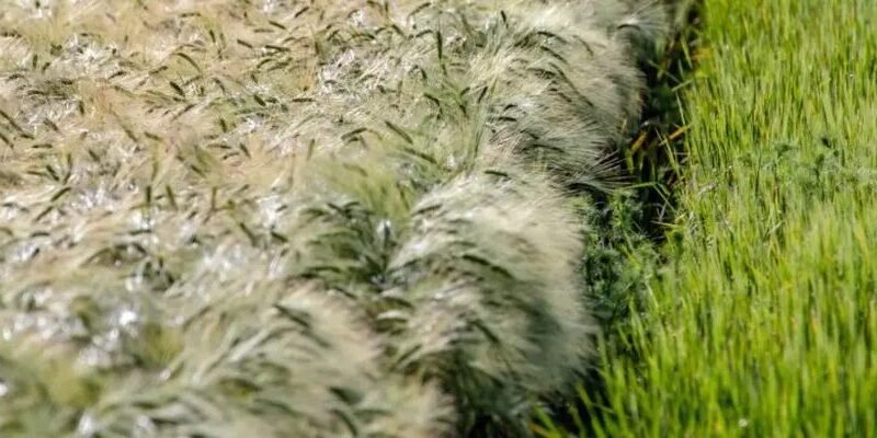 Új eszközök és szankciók segítik a termelőket a felvásárlókkal szemben