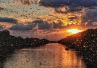 A megszokottnál korábban kezdődött a kérészrajzás a Tisza Szeged alatti szakaszán