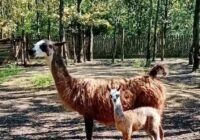 Lámababa született a szolnoki vadasparkban