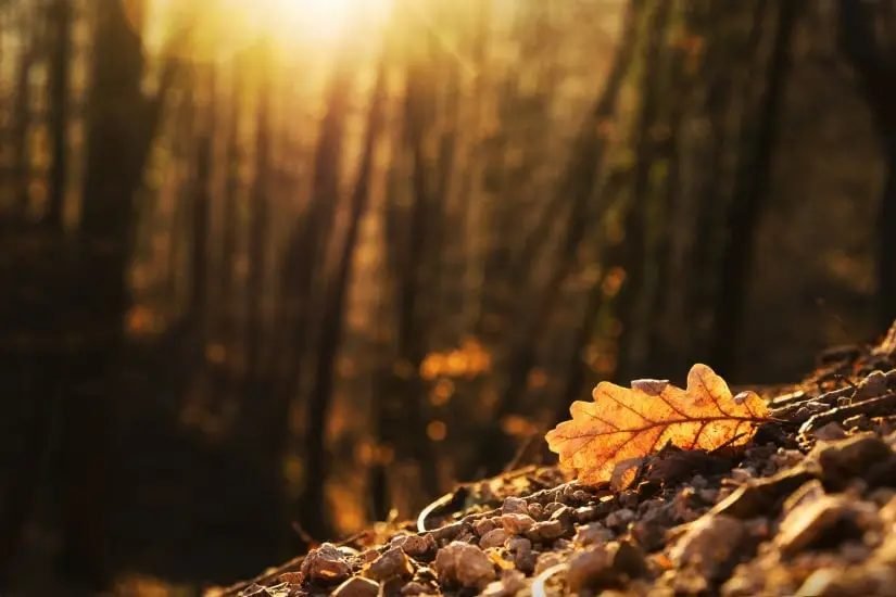 Meteorológia: a legmelegebb ősz volt az idei