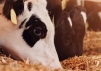 Felhívás az állattartókhoz: továbbra is kiemelten fontos a járványügyi előírások betartása!
