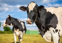Megszűntek a hazai RSZKF-korlátozások – a fegyelem továbbra is kulcsfontosságú