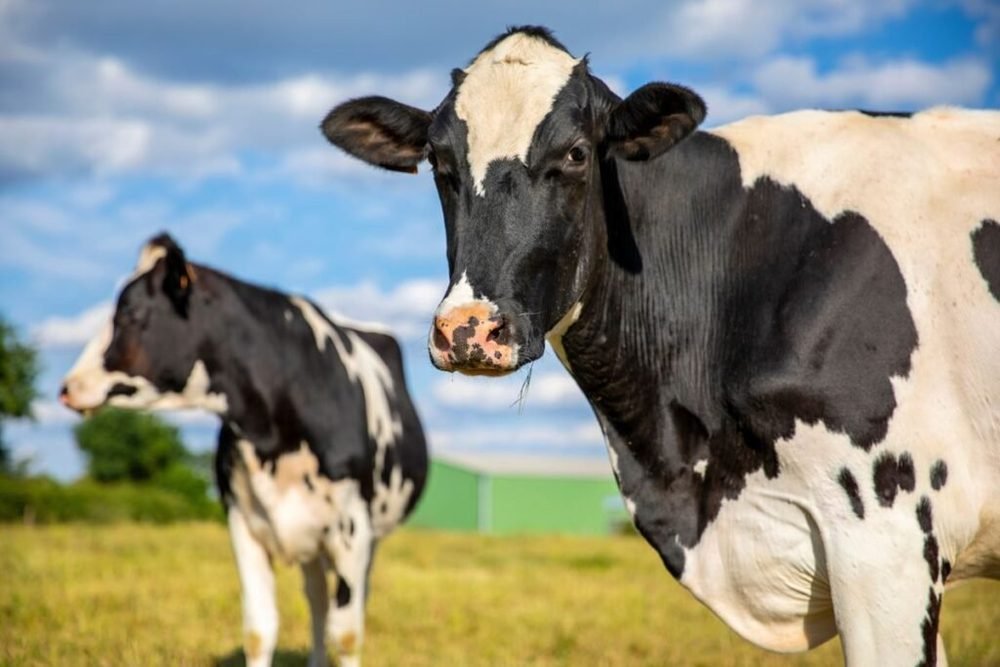 Megszűntek a hazai RSZKF-korlátozások – a fegyelem továbbra is kulcsfontosságú