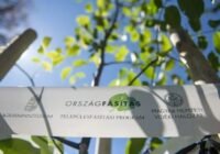 Országszerte újabb 8000 sorfát ültettek el a Településfásítási Programban