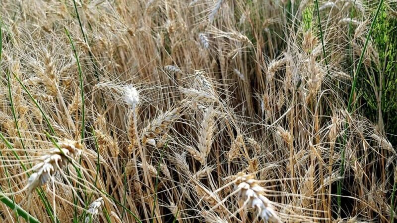 Agrometeorológia: az enyhe időben erősödhetnek a kalászosok