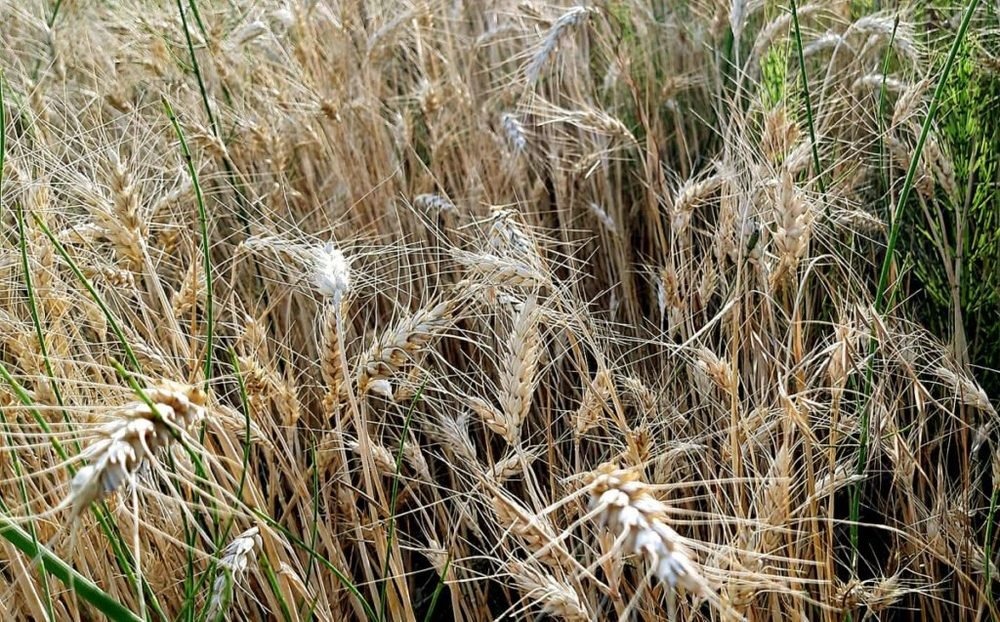 Agrometeorológia: az enyhe időben erősödhetnek a kalászosok