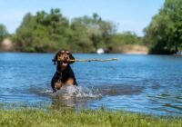 Kutyás szépségversenyen keresik a Tisza-tó szépét a tiszafüredi Kutyás majálison
