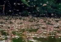 Fürednél már kivirágzott a Tisza