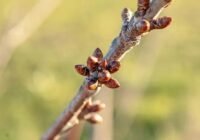 Agrometeorológia: ismét lendületet vehet a növényzet korai fejlődése