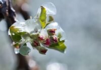 Agrometeorológia: a jövő héten is van esély egy hideghullámra, éjszakai fagyokra