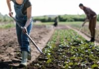 Változás július 1-től: évente 120 napot lehet alkalmi és idénymunkában dolgozni