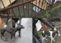 Engedély nélkül, agarakkal vadásztak mezei nyulakra a fegyverneki orvvadászok