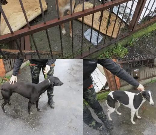 Engedély nélkül, agarakkal vadásztak mezei nyulakra a fegyverneki orvvadászok