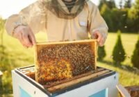 Indul a méhészeti ágazat idei támogatási programja