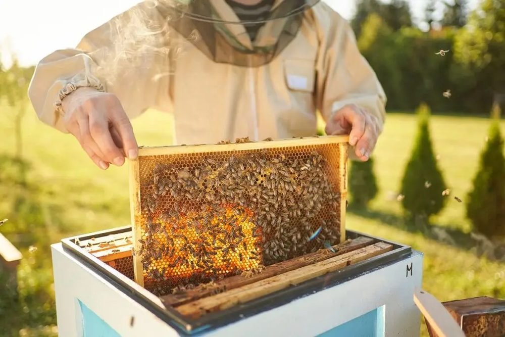 Indul a méhészeti ágazat idei támogatási programja