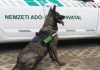 Újra négylábú munkatársakat keres a NAV