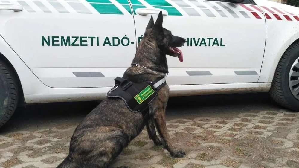 Újra négylábú munkatársakat keres a NAV