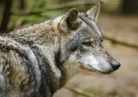 Az EP hozzájárult a farkasok védelmi státusának enyhítéséhez