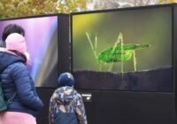 Magyarország állatvilágát bemutató fotókiállítás nyílt a Városligetben