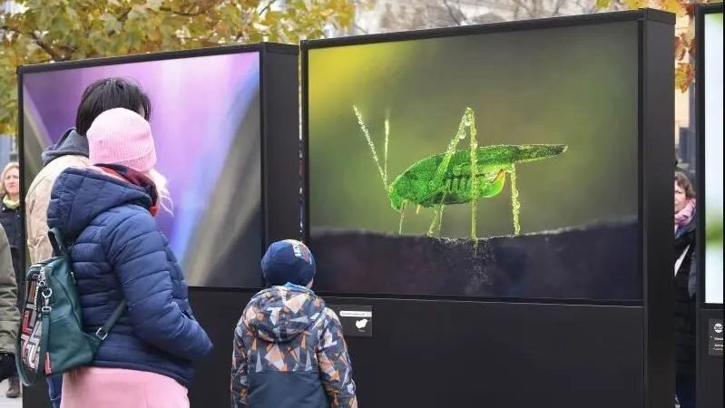 Magyarország állatvilágát bemutató fotókiállítás nyílt a Városligetben