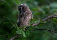 A fészkelő erdei fülesbaglyok állományának felmérésében segíthet a lakosság