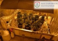 Közösen termesztettek, közösen fogyasztottak, közösen állnak bíróság elé