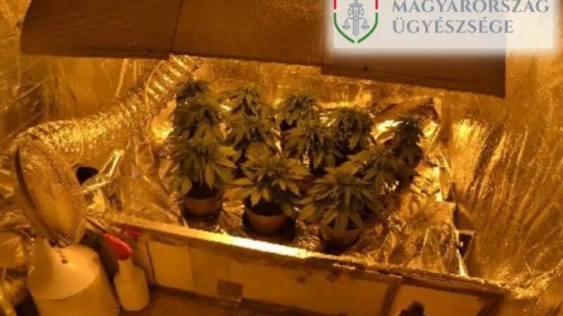 Közösen termesztettek, közösen fogyasztottak, közösen állnak bíróság elé