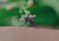 Katasztrófavédelem: kilenc vármegyében és a fővárosban irtják a szúnyogokat a héten