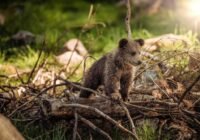 Az emberek és a medvék együttéléséről világosítja fel a helyieket a lengyel tátrai nemzeti park