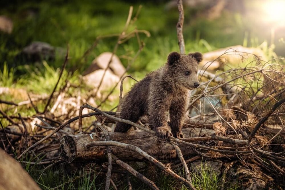 Az emberek és a medvék együttéléséről világosítja fel a helyieket a lengyel tátrai nemzeti park