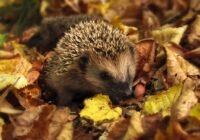 A gasztronómia áll a Múzeumok őszi fesztiváljának középpontjában